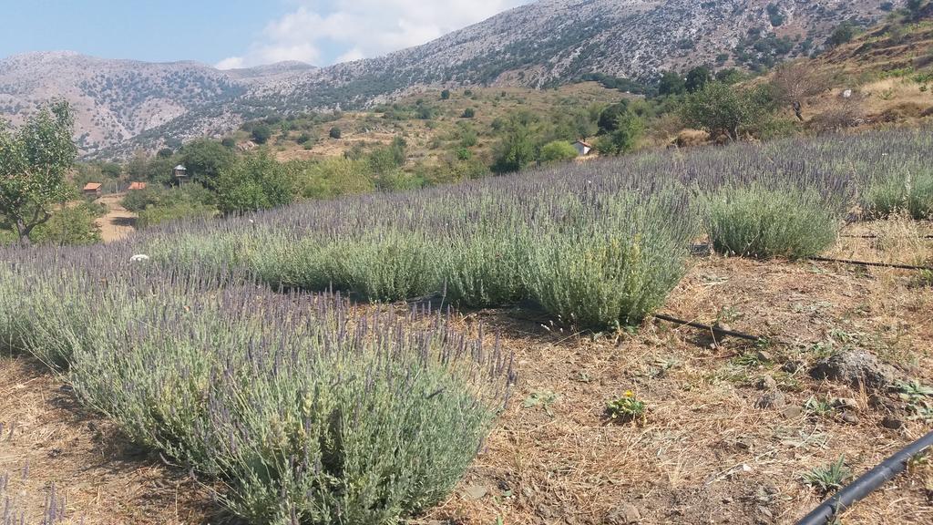 Lasinthos Eco Park Agios Georgios  Buitenkant foto